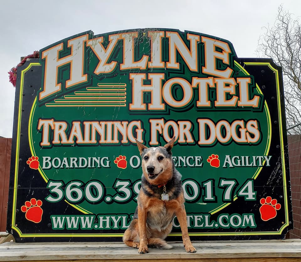 hyline dog hotel